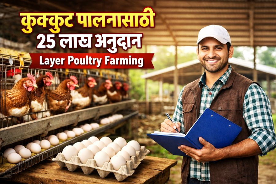 Layer Poultry Farming