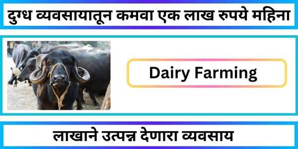 Dairy Farming
