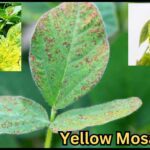 Yellow Mosaic Virus सोयाबीनवर आला येल्लो मोझॅक वायरस, असे करा नियंत्रण