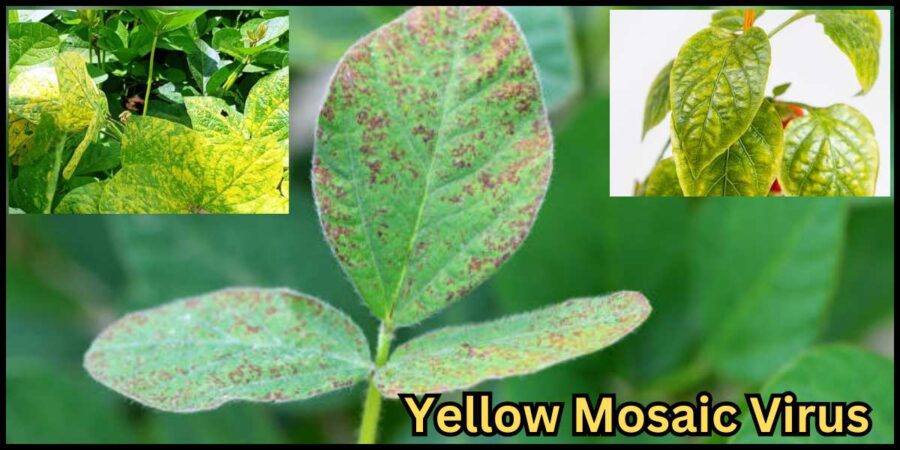 Yellow Mosaic Virus सोयाबीनवर आला येल्लो मोझॅक वायरस, असे करा नियंत्रण