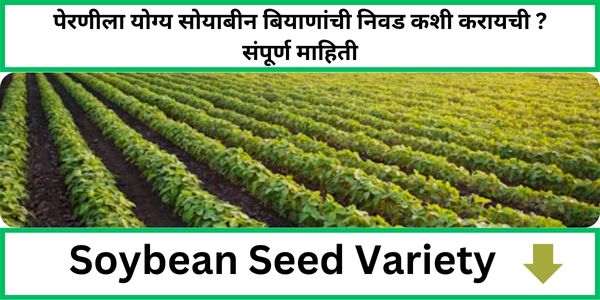 Soybean Seed Variety