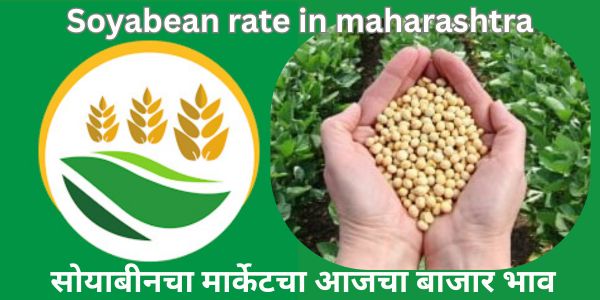 Soyabean rate in maharashtra